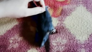 Rat 2 (2)