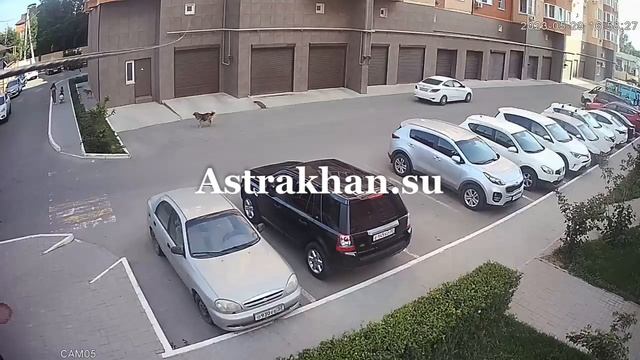 В астраханском ЖК на детей напали собаки смотреть онлайн