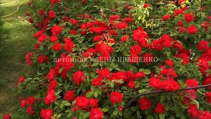 Роза ФЛАМЕНТАНЦ (Flammentanz) / питомник ЕЛЕНЫ ИВАЩЕНКО