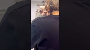 3 маленькие собачки поступили в приют Домик Мелкашей