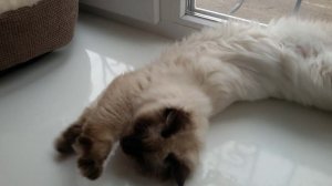 Кот.Невская маскарадная. 4 месяца