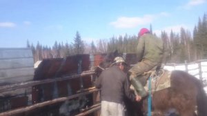 Оседлаем якутского упрямого коня по прозвищу Буцефал