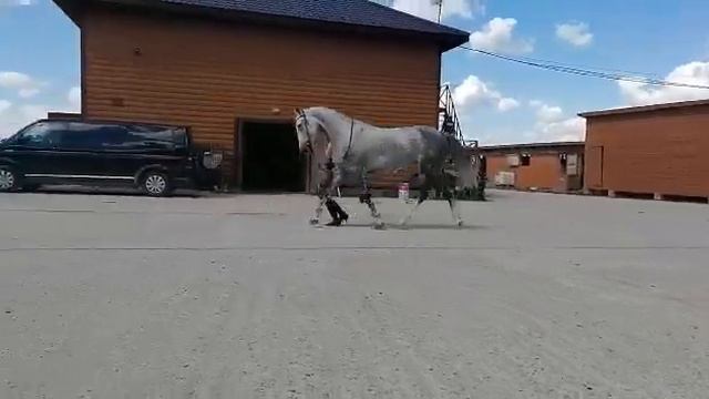 Продается кобыла 5 лет смотреть онлайн