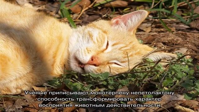Как кошачья мята действует на кошек и для чего она нужна смотреть онлайн