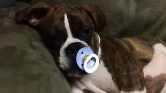 Собака сосёт соска ? смотреть онлайн