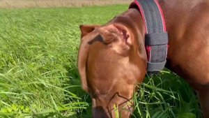 Питбуль КЛОД Dragon Life ! Настоящий питбуль в правильных руках ! Щенки питомника драгон лайф.