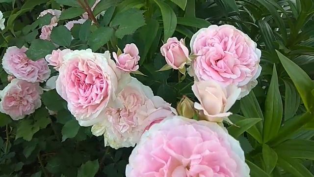 канадская роза Морден Блаш смотреть онлайн