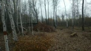 Заготовка дров
