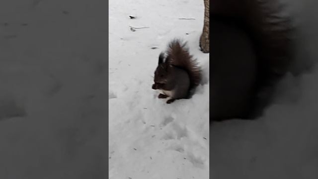 Белки в Петрозаводске. Санаторий Белые ключи. смотреть онлайн