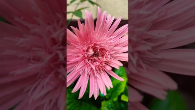 Gerbera flower#Nature #gardening