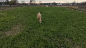 Корм для коз весной Сидераты на корм козам Сельская жизнь