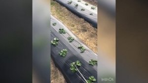 Препарат для клубники Скор! Подготовка к зиме