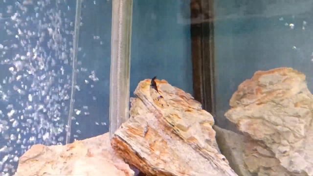 Смоленский зоопарк FHD 60FPS смотреть онлайн