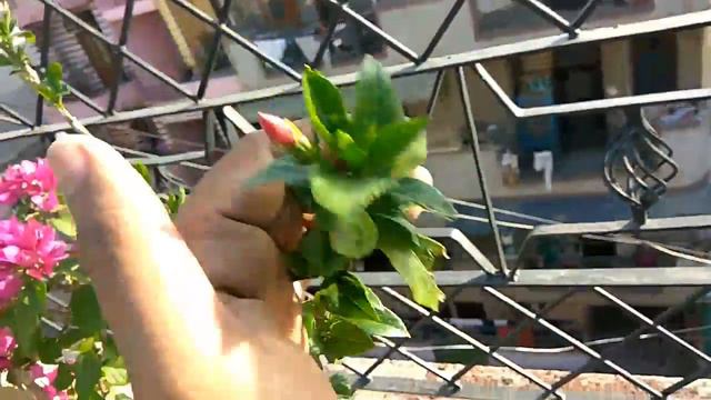 My Garden overview 12 June 2017 смотреть онлайн