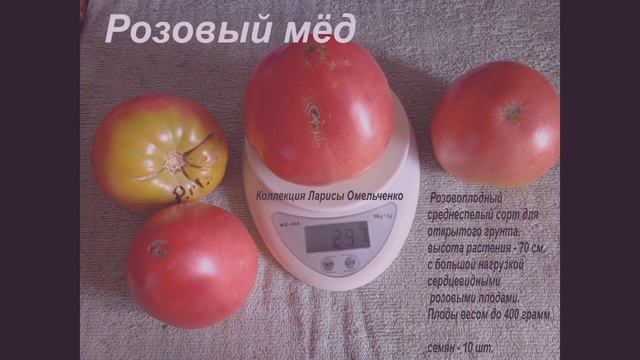 Красные и минусинские сорта томатов. Перевыпуск каталогов 2023 год смотреть онлайн