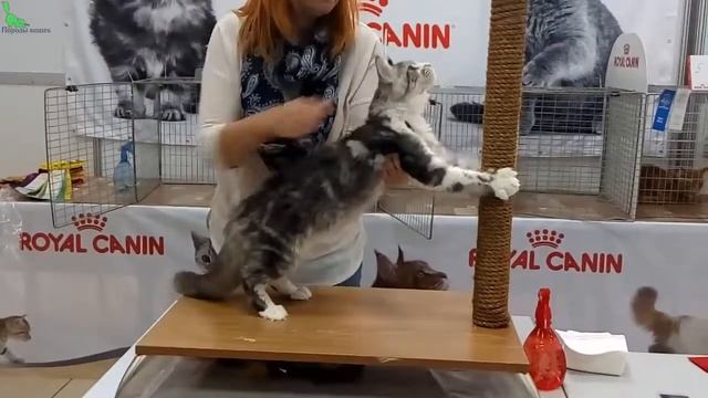 Ну Очень Красивый Котенок Мейн Кун - Няшный Котик | ПОРОДЫ КОШЕК