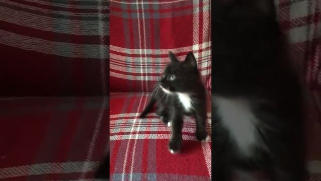 Котенок Дымок ищет новый дом смотреть онлайн