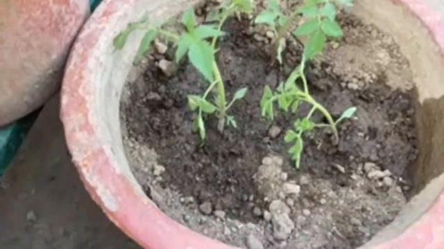 How to Transplant Winter vegetable Saplings