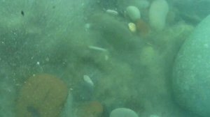 подводный поиск золота в Сочи без мд!