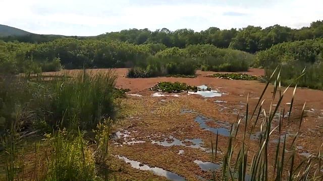 Болото Аркутино в районе Primorsko, Arkutino marsh смотреть онлайн