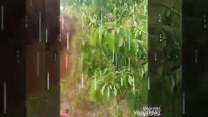 Клип Winx "Блум и Скай".