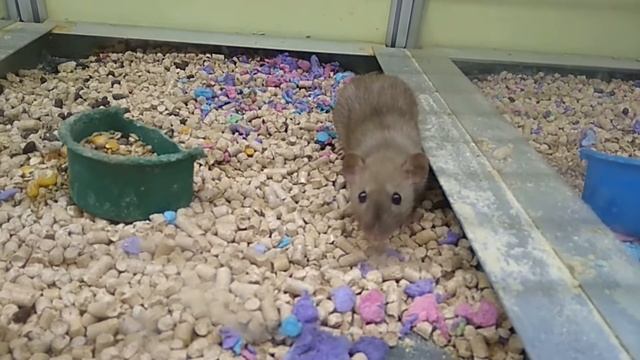 Выбираем питомца  Видео про домашних животных  Маленькие хомячки Маленькие крысы  Маленькие крысята