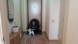 Французский бульдог Жозефина встречает хозяйку / French bulldog Josephine meets the owner