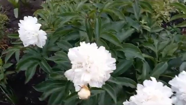 #пион #белаяклумба / 2023г. Белая клумба. Пион Фестива Максима. Видео VII. смотреть онлайн