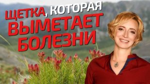 Красная щетка. Полезные свойства и применение растения