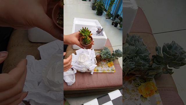 올펫,줄스 늘품에서 내품으로~~♡ смотреть онлайн