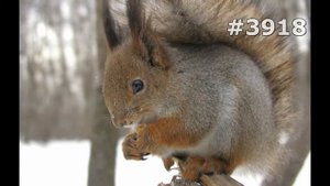 #3918. Животные (В мире животных)