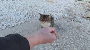 How to feed a wild cat? Чем кормить  дикого кота?