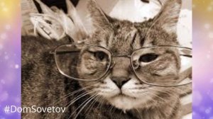 Когда кастрировать кота #DomSovetov