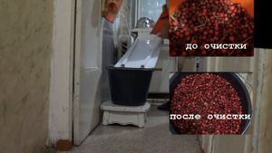 Очистка клюквы от лесного мусора.