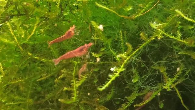 Аквариуму 3 года! Креветочник 30 л/My 30 l aquarium with red cherry shrimp and amano is 3 years old смотреть онлайн