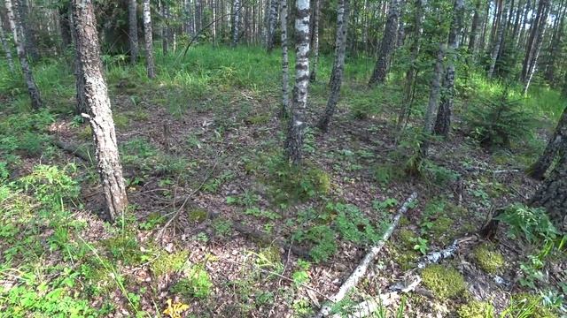 Собираем лисички/Странные постройки в лесу /Грибы 2020 смотреть онлайн