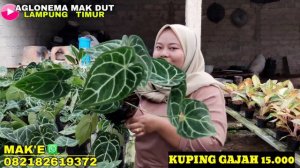 AGLONEMA MURAH TURUN HARGA,READY RUMPUNAN SUPER JUMBO MENOR MENOR🥰