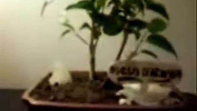 Bonsai Ficus Natasha: www.bonsaitigre.com.ar смотреть онлайн