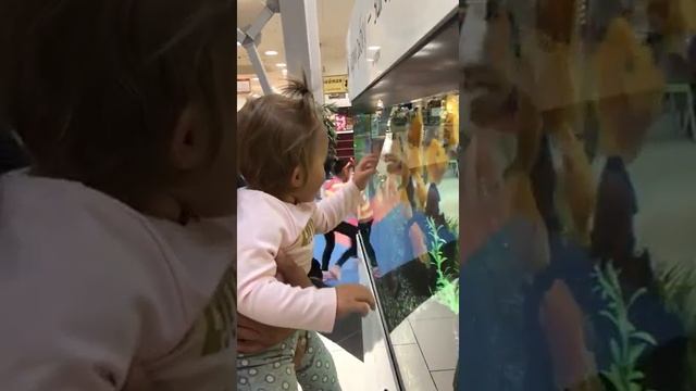 аквариум с золотыми рыбками смотреть онлайн