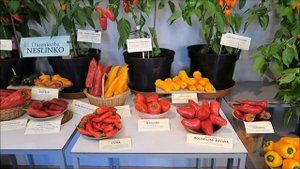 Выставка перцев, зелени и экзотов в Риге 2017