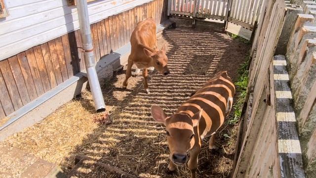 Тёлочки Джерсийской породы , выставлены на продажу смотреть онлайн