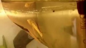 нерест гурами: золотой самец+мраморная самка (мальки? - смотри "описание").mp4