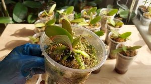 Орхидеи из фласки подросли, в какой субстрат и когда их нужно пересаживать...