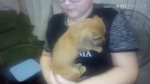 Наше маленькое чудо!) #чивини#щенкичивини