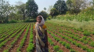 Stevia Farming by women farmers #khadyotnaturals #womenfarmers