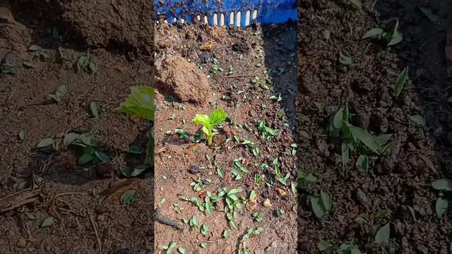 Day-11 OF GARDENING 🌱🌱 Finally Seeds Started Growing Of karela & began... Planting aloevera.#garden