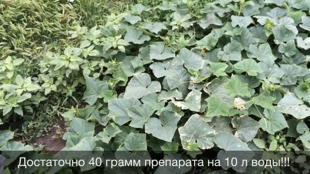 Ложная мучнистая роса на огурцах