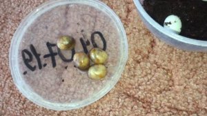 Яйца улитки вида Архахатина маргината маргината . Что делать с яйцами и улитятами