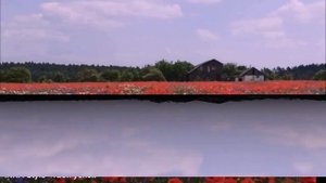 Маки. Красивое поле в лесу. Пение птиц, пчелы, лето, ветерок, звуки природы, релакс, медитация.
