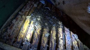 ЗИМОВКА ПЧЁЛ В ЯНВАРЕ, ОСНОВНЫЕ ПАРАМЕТРЫ ДЛЯ УСПЕШНОЙ ЗИМОВКИ ПЧЁЛ.